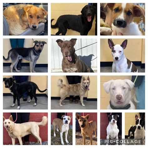 Clark county animal shelter - Learn more about Jasper County Animal Shelter & Control in Rensselaer, IN, and search the available pets they have up for adoption on Petfinder. ... 2430 W Clark Street Rensselaer, IN 47978. Get directions view our pets. jaspercoanimalshelter@yahoo.com (219) 866-5756. view our pets. Adoption Policy ...